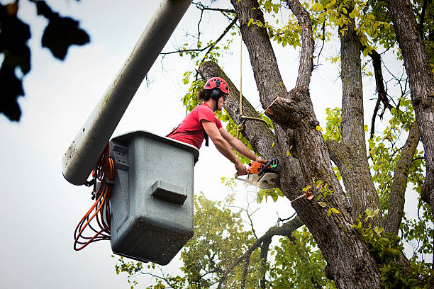 Why Choose Our Tree Removal Services in Dupo, IL?